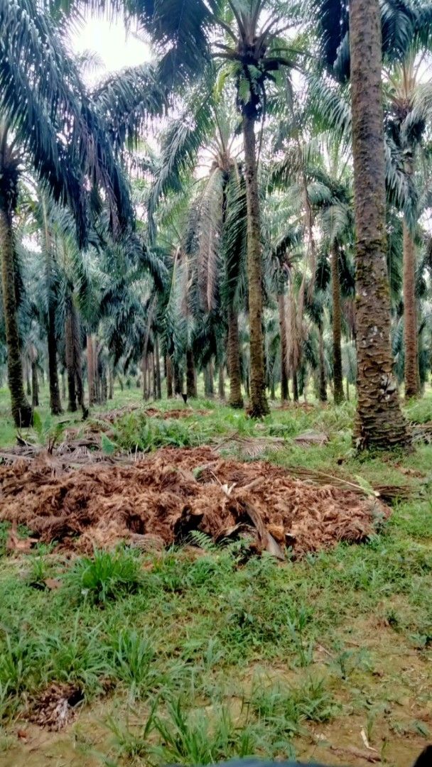 Pucamadu untuk Sawit Tua