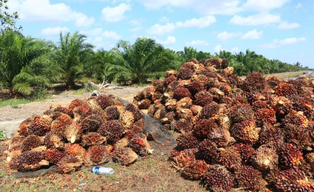 tandan kosong sawit