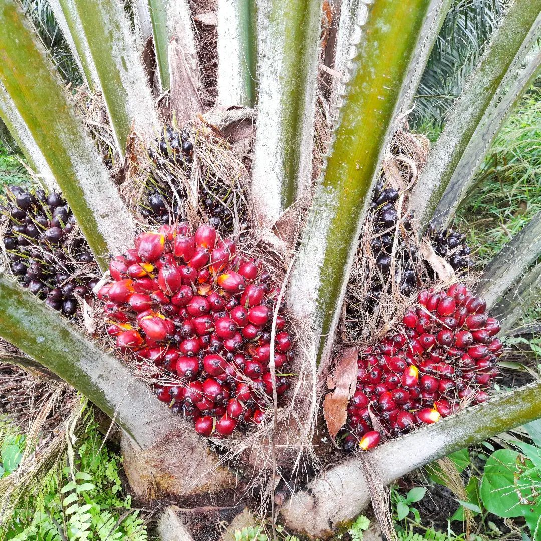 Sawit Sedang Trek