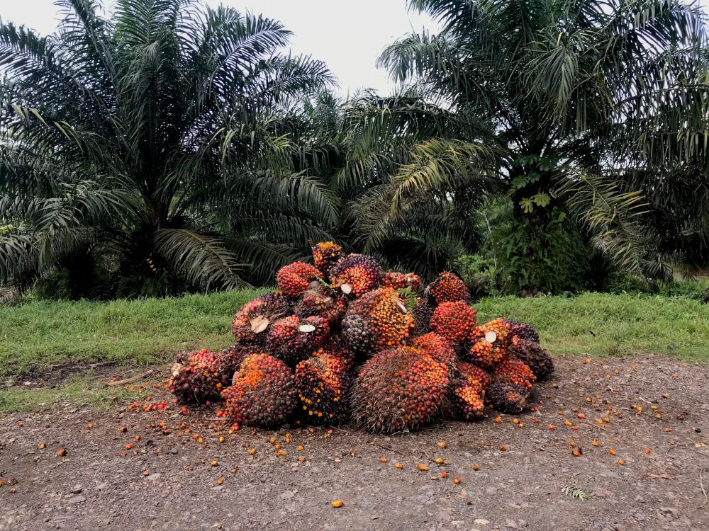 Gulma Baik di Kebun Sawit